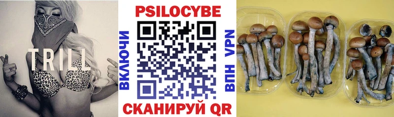 Галлюциногенные грибы Psilocybe  KRAKEN сайт  Судак  купить закладку 